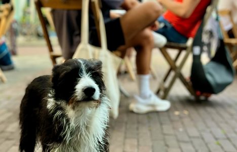 Afbeelding bij Een levend werken