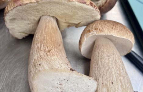 Afbeelding bij Paddestoelen plukken