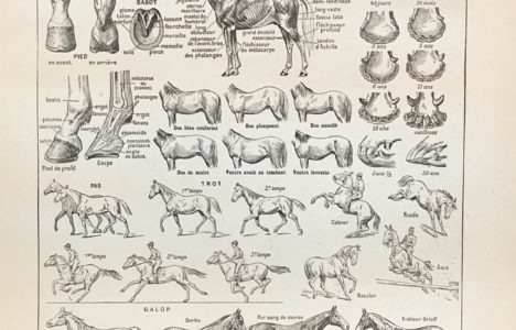 Afbeelding bij Hoe ik een paardenmeisje werd