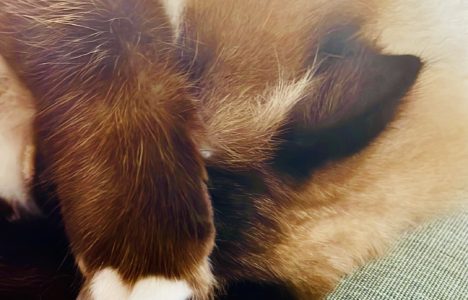 Afbeelding bij Winterslaap