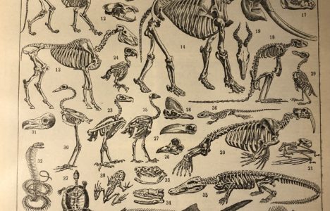 Afbeelding bij De gelukkige tijdsprong, over je hoofd als schedel